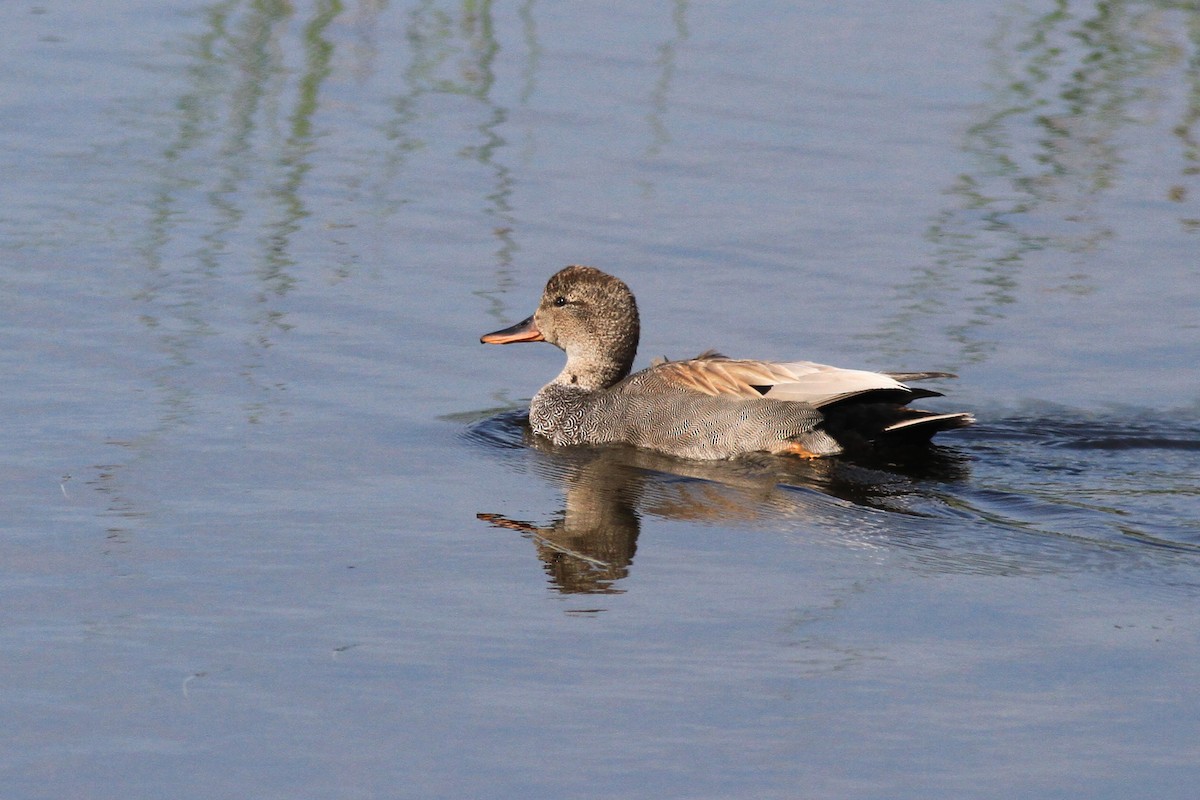 Gadwall - Michael McCloy