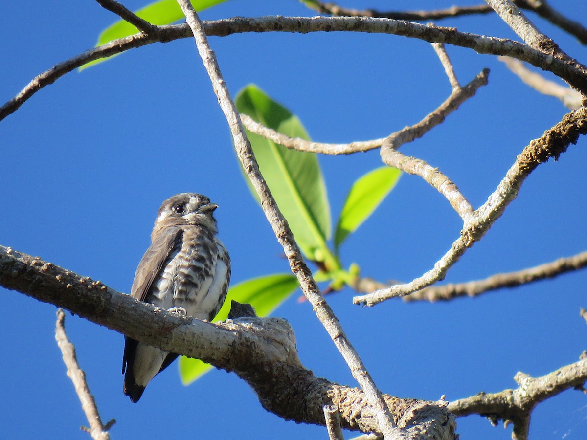 White-browed Purpletuft - John Perry