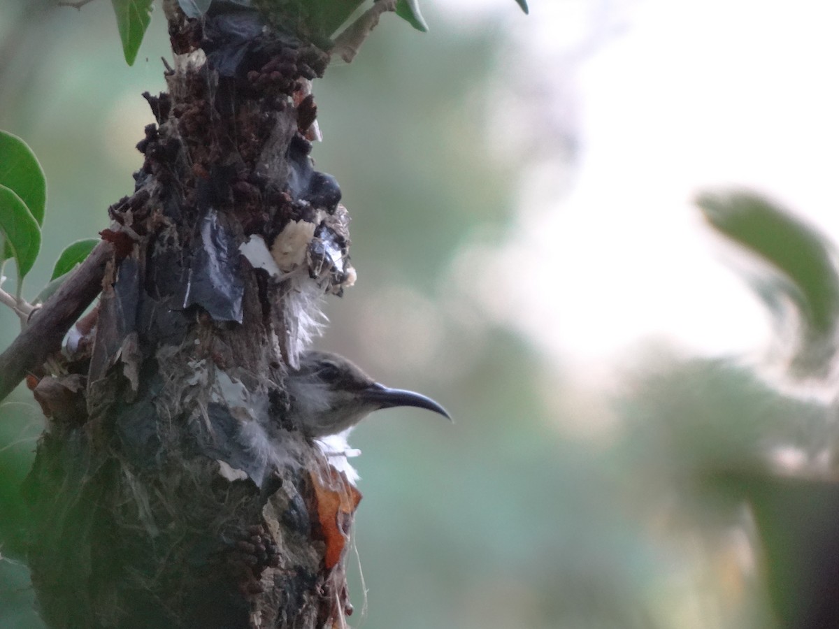 Zweiband-Nektarvogel - ML166772221