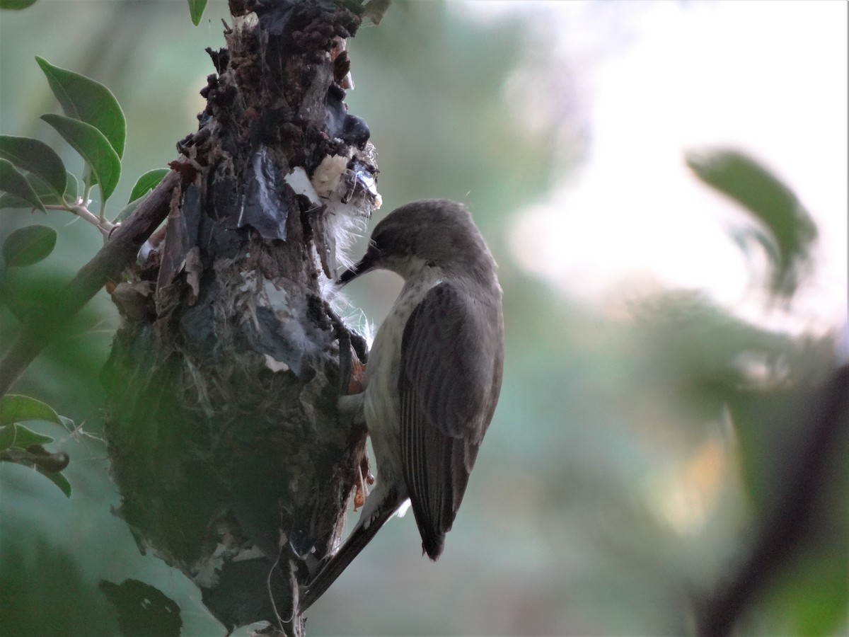 Zweiband-Nektarvogel - ML166772251