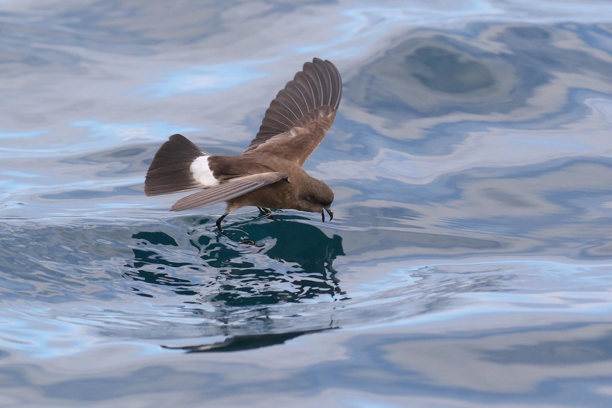 Elliot's Storm-Petrel - Michael O'Brien