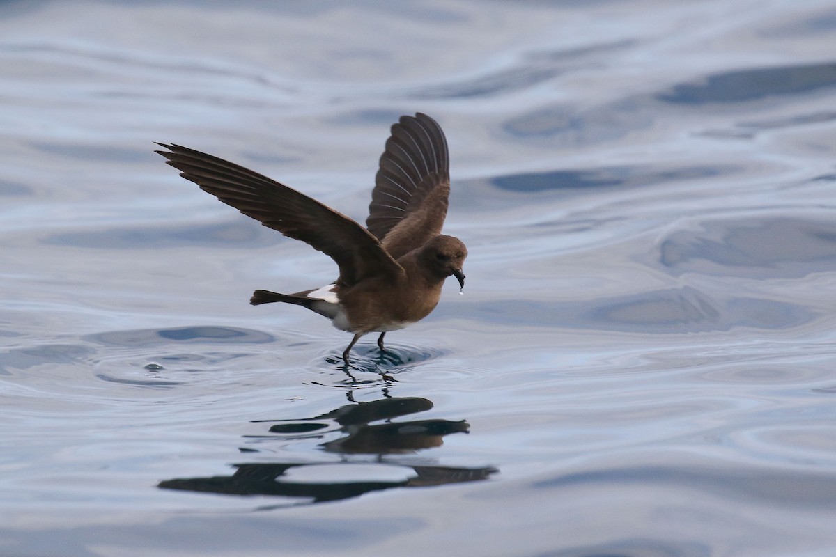 Elliot's Storm-Petrel - Michael O'Brien