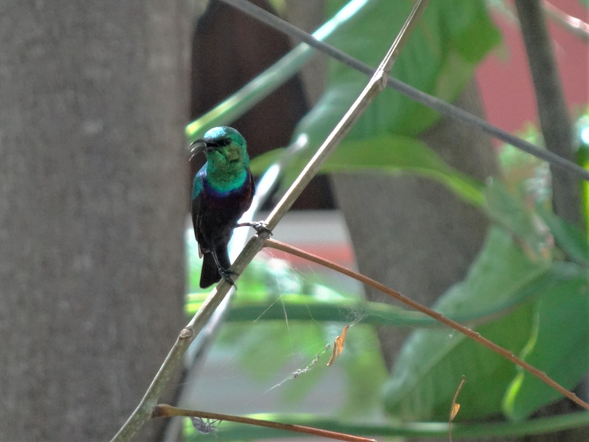 Zweiband-Nektarvogel - ML166772871