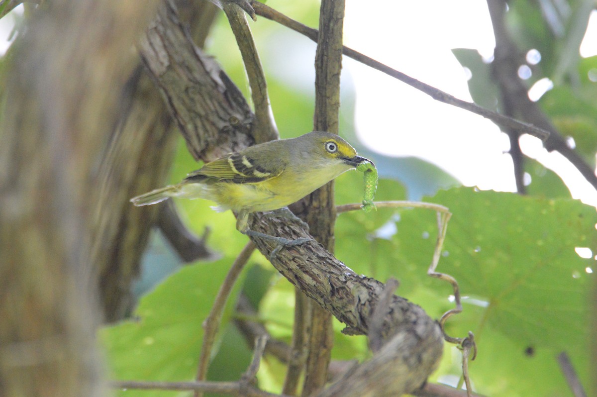 White-eyed Vireo - ML166773951