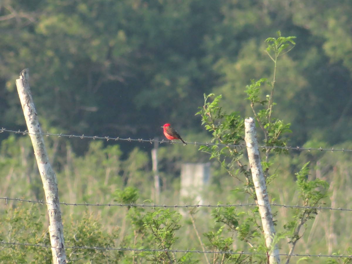 Vermilion Flycatcher (Northern) - ML166774111