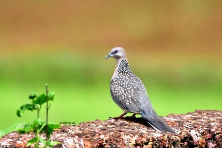 Spotted Dove - ML166777021