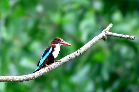 White-throated Kingfisher - ML166777041