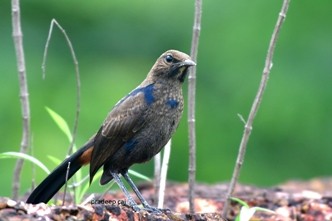 Indian Robin - ML166777081