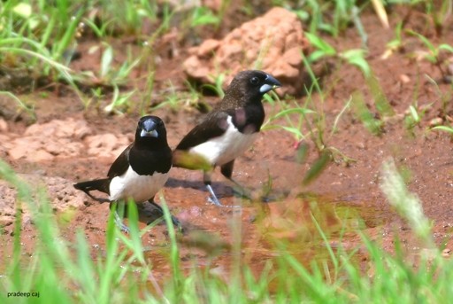 White-rumped Munia - ML166779241