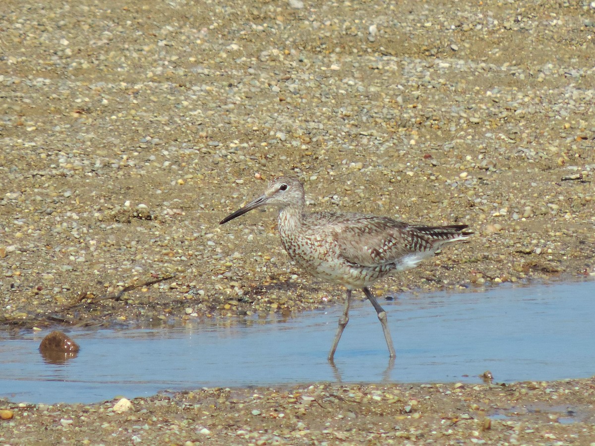 Willet - ML166779681