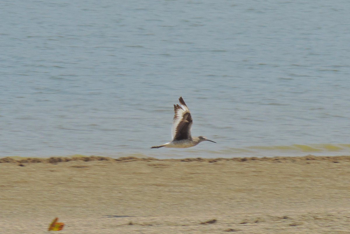 Playero Aliblanco - ML166779691