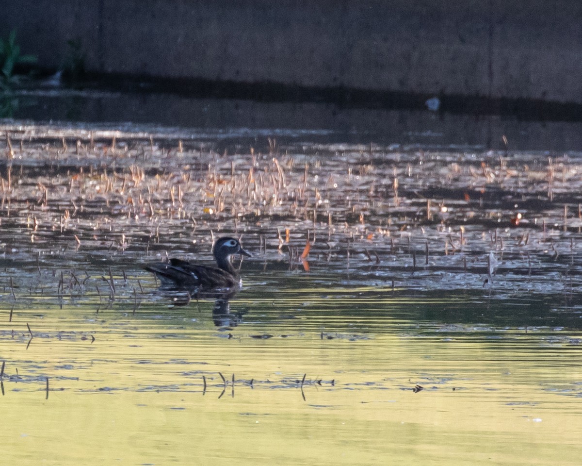 Wood Duck - Patricia Clark