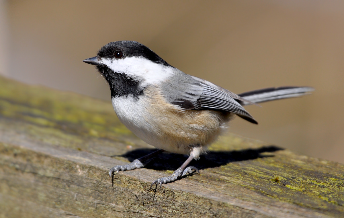 Black-capped Chickadee - ML166781621