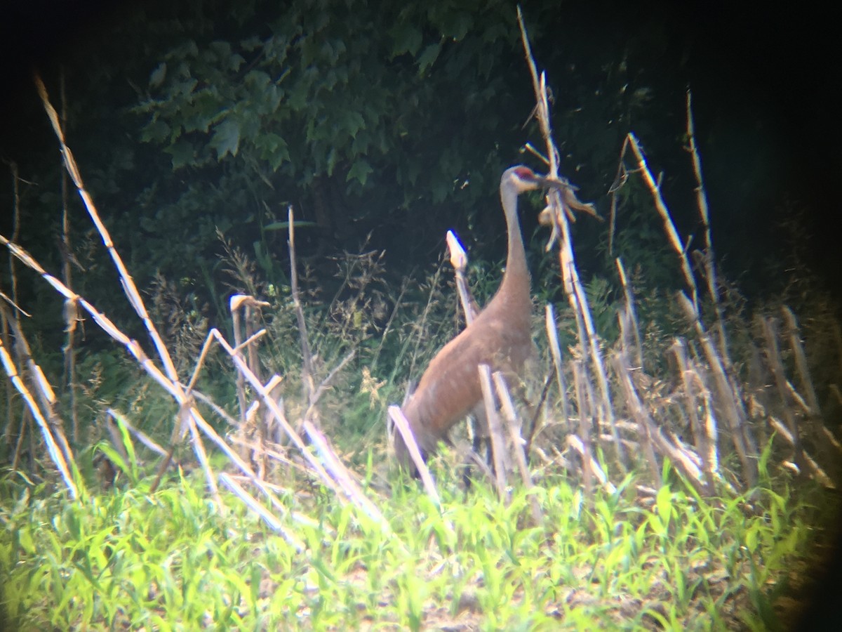 Sandhill Crane - ML166781961