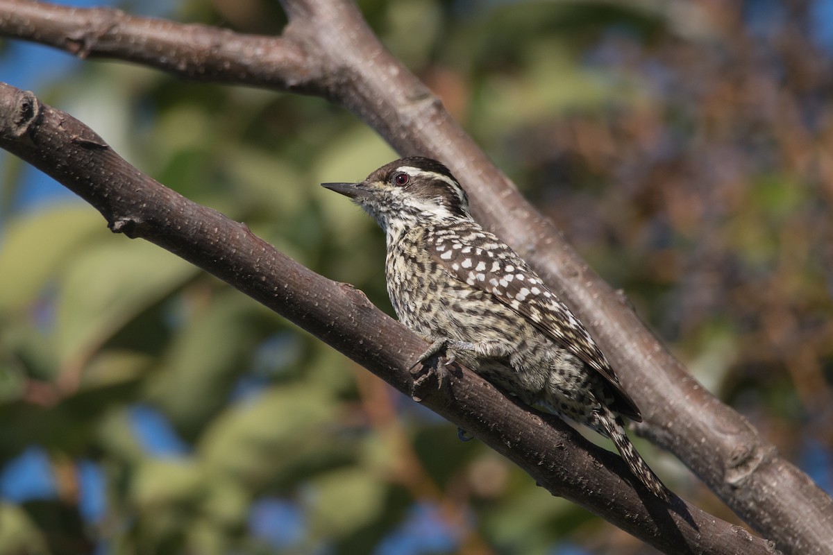 Checkered Woodpecker - ML166782261