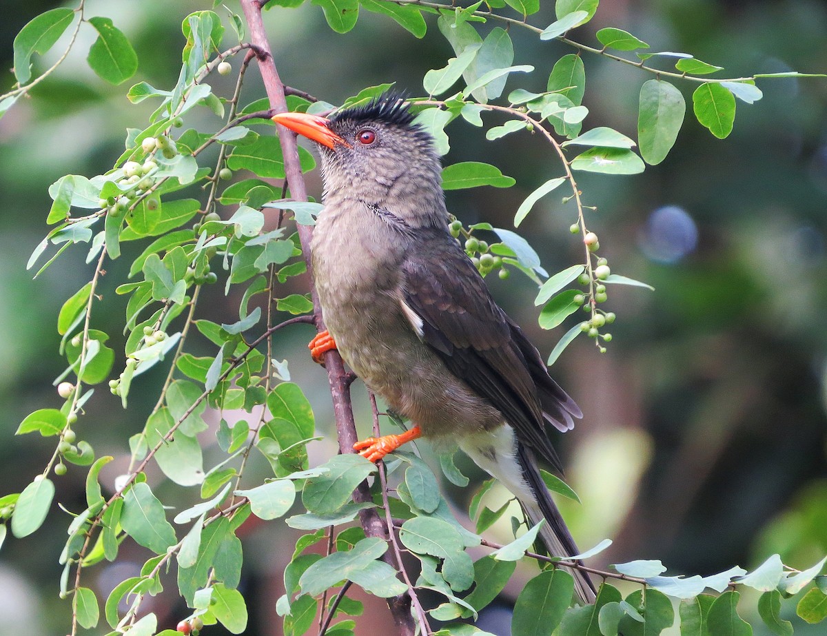 Seychelles Bulbul - ML166782371