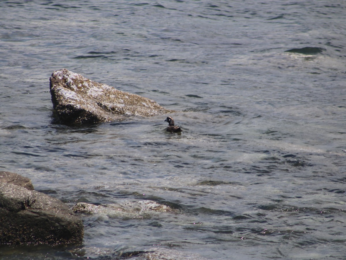 Harlequin Duck - ML166782641