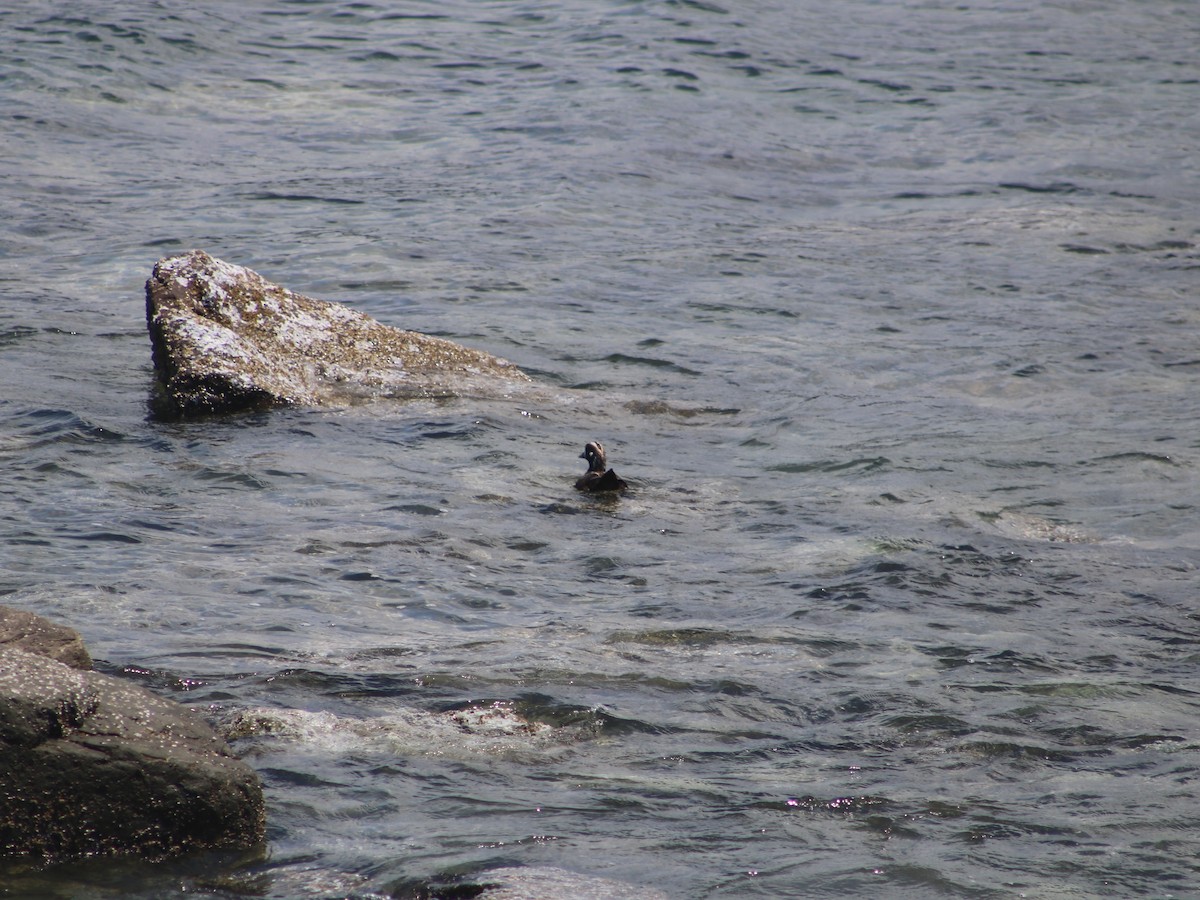 Harlequin Duck - Eric Shaphran