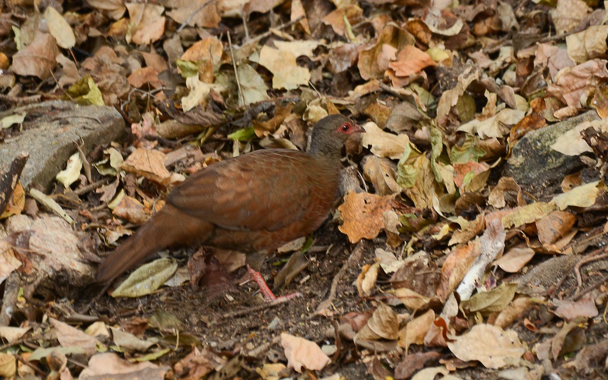 Red Spurfowl - Gaja mohanraj