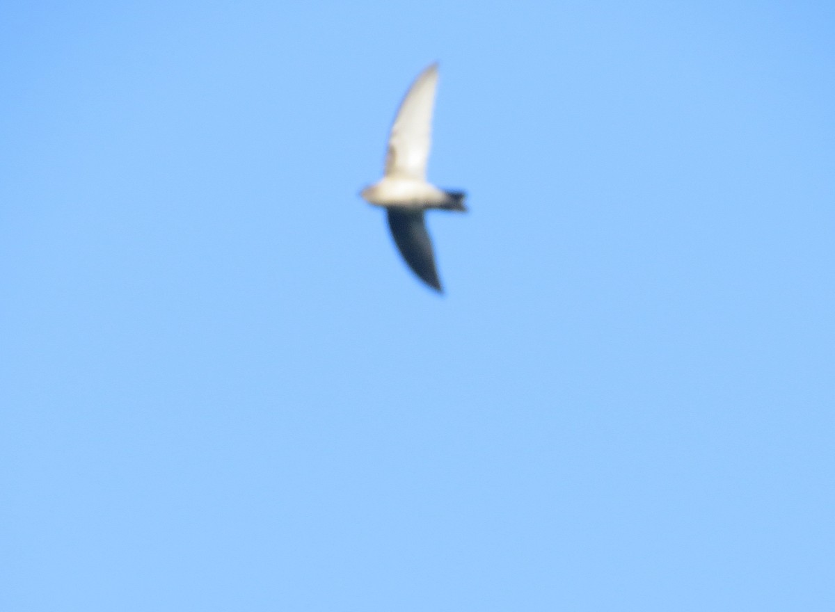 Seychelles Swiftlet - ML166782891