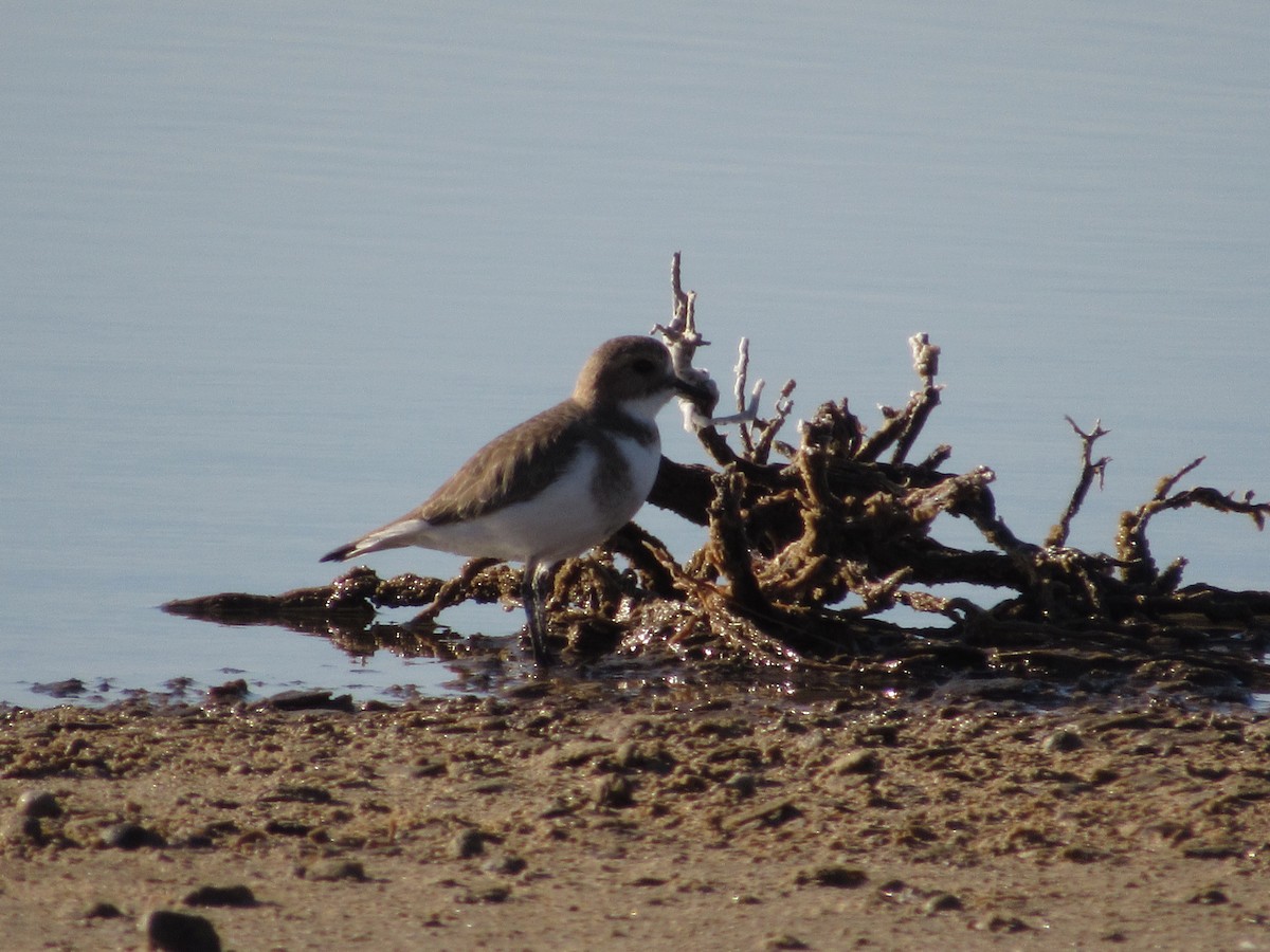 Two-banded Plover - ML166782911