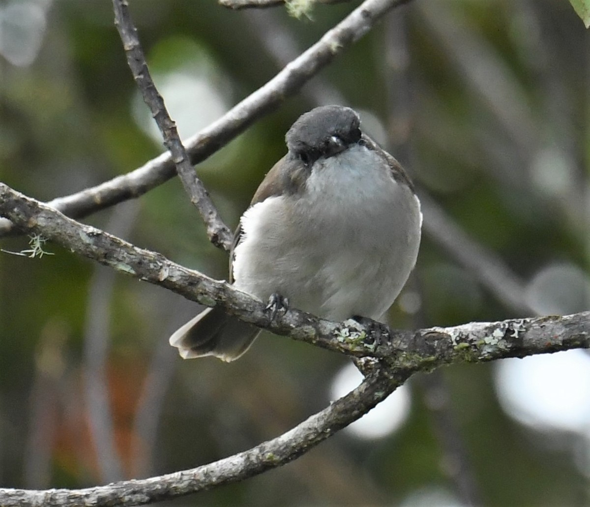 Brown-backed Whistler - ML166783771