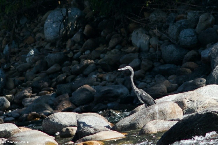 White-bellied Heron - ML166784461