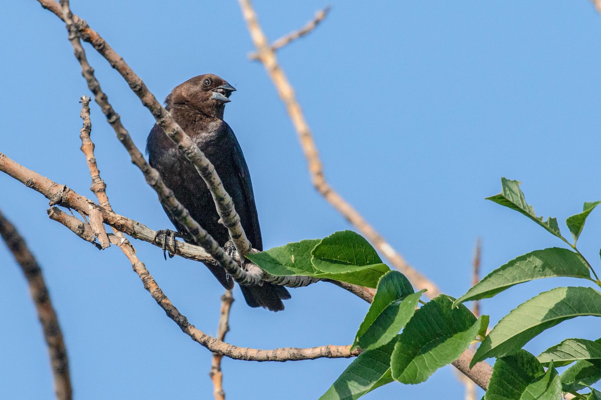Brown-headed Cowbird - ML166784471
