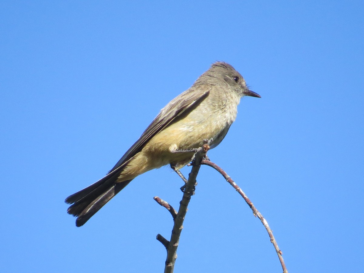 Say's Phoebe - Vincent Maglio