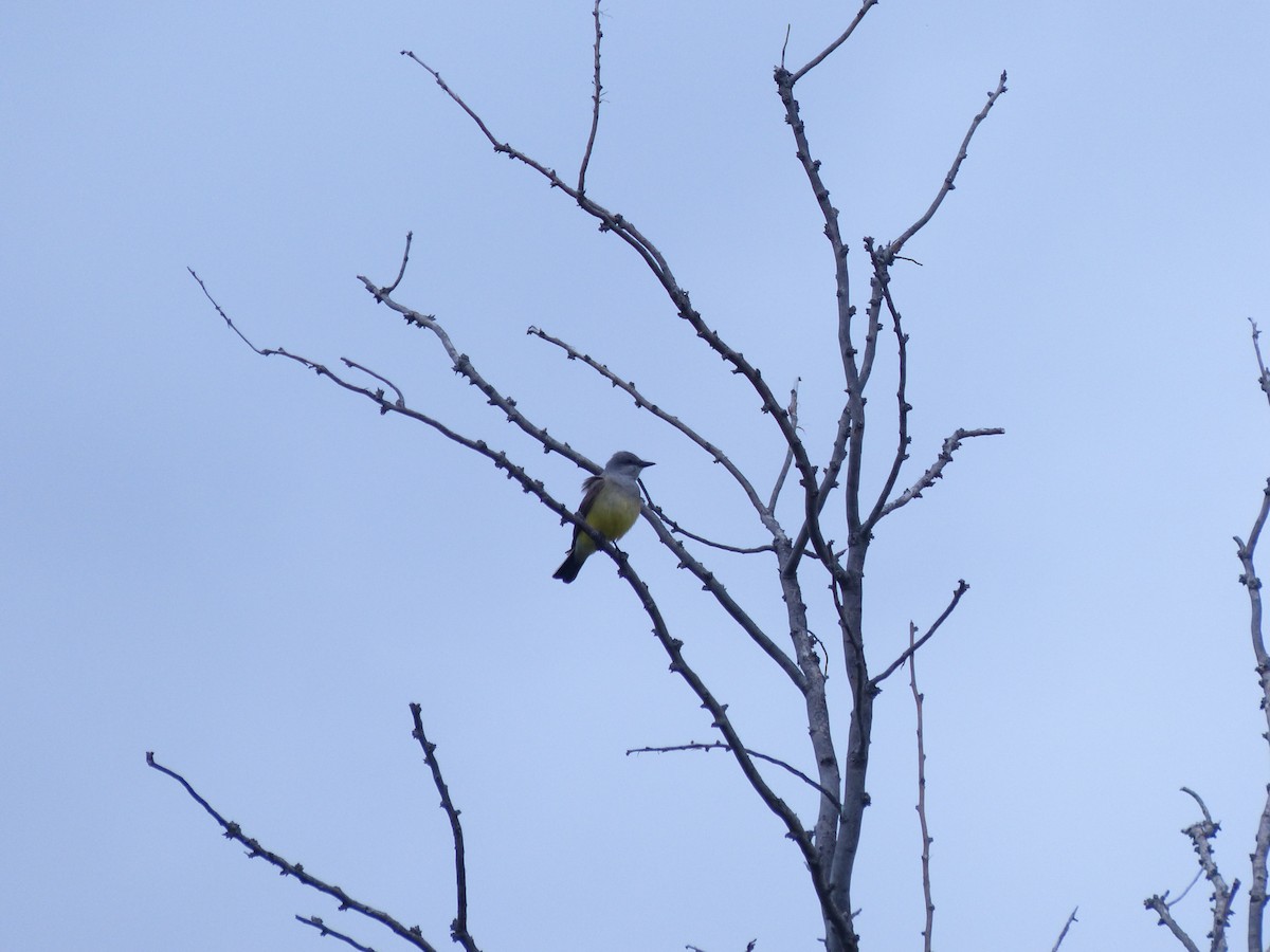 Western Kingbird - ML166787051