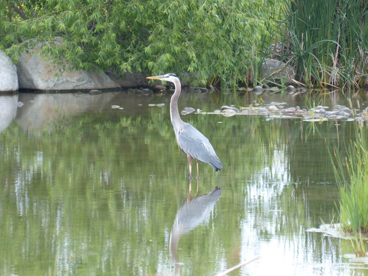 Great Blue Heron - ML166787071