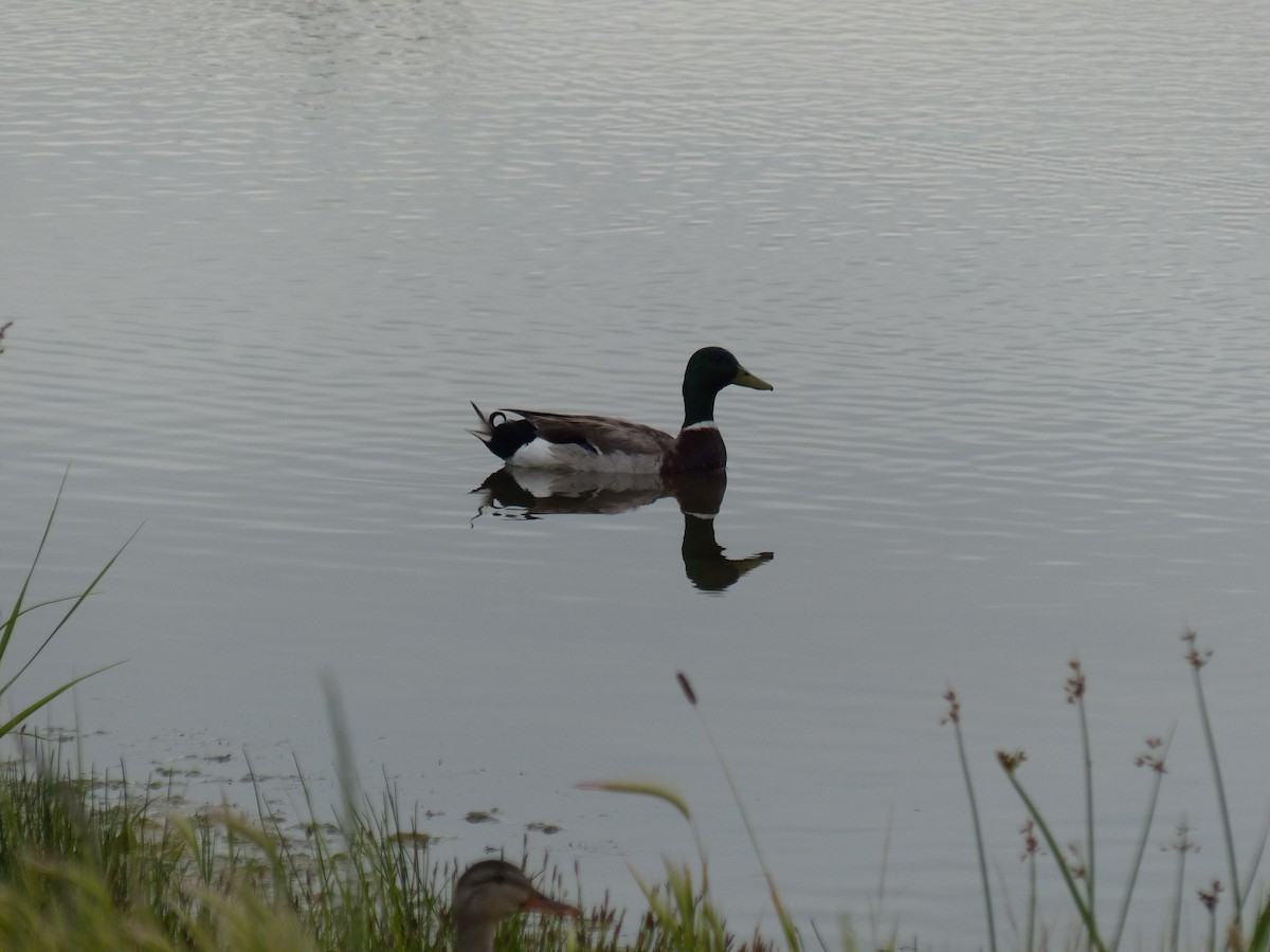 Canard colvert - ML166787111