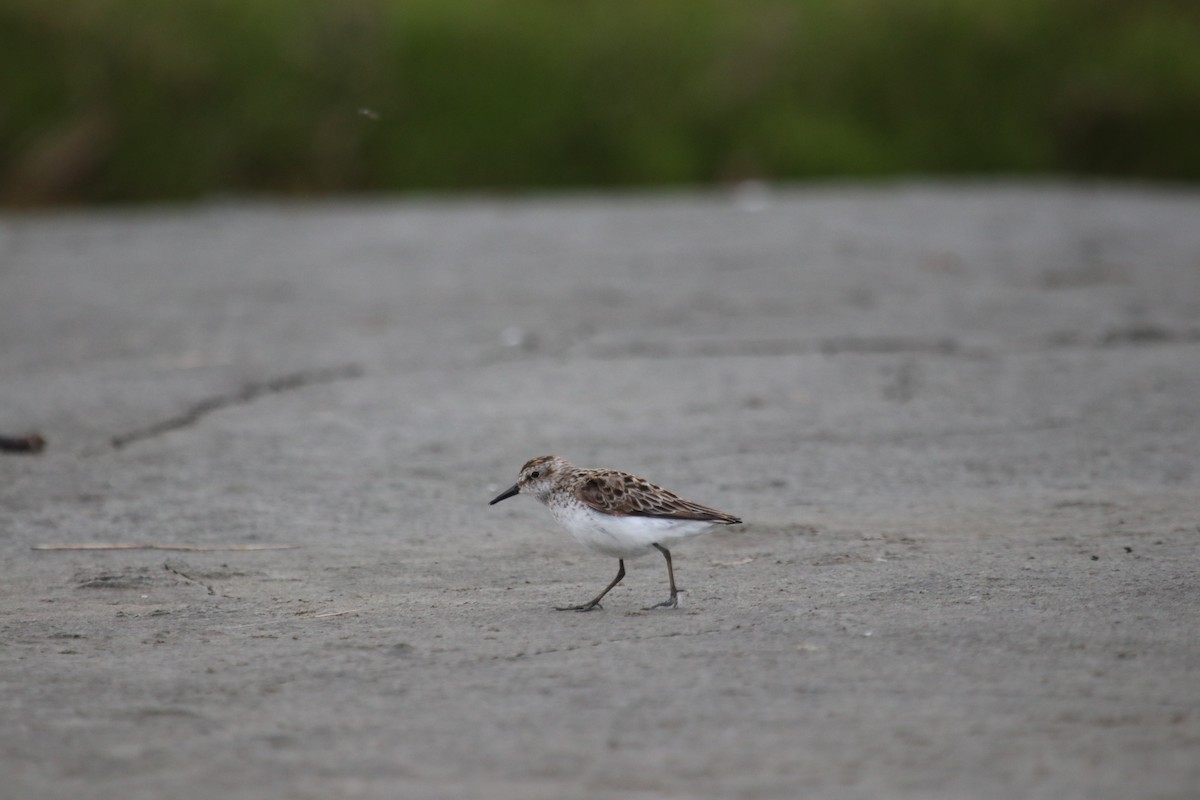 Semipalmated Sandpiper - ML166787261