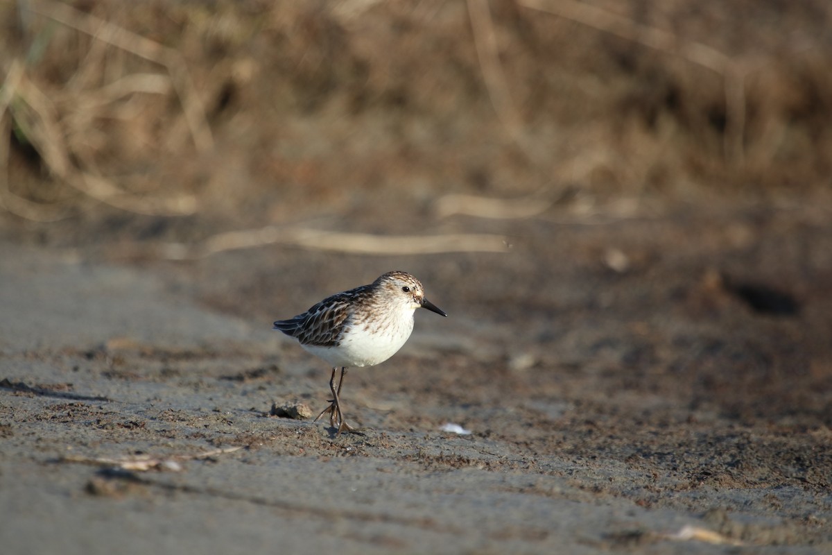 Semipalmated Sandpiper - ML166787461