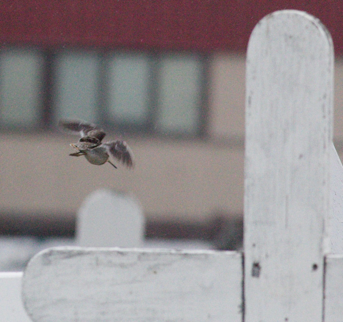 Common Snipe - ML166787681