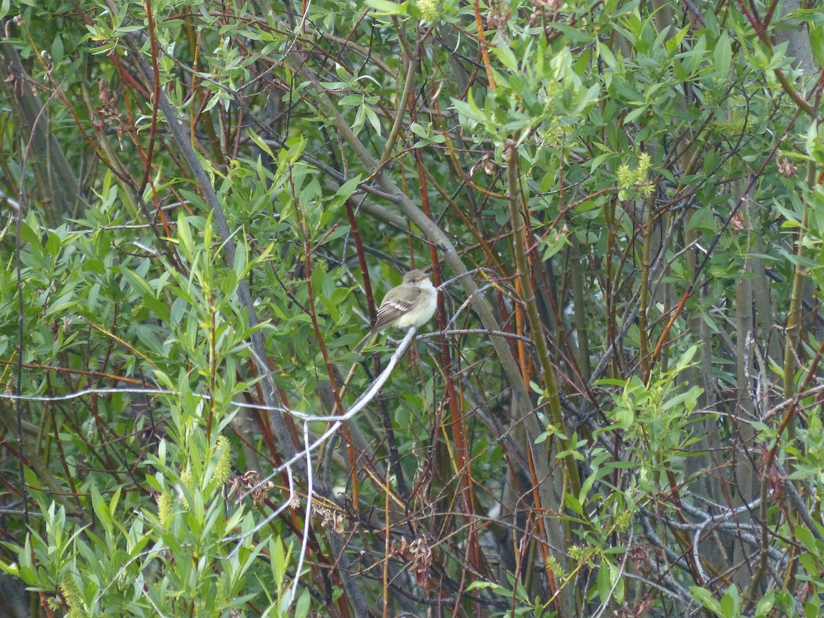 Willow Flycatcher - ML166788531