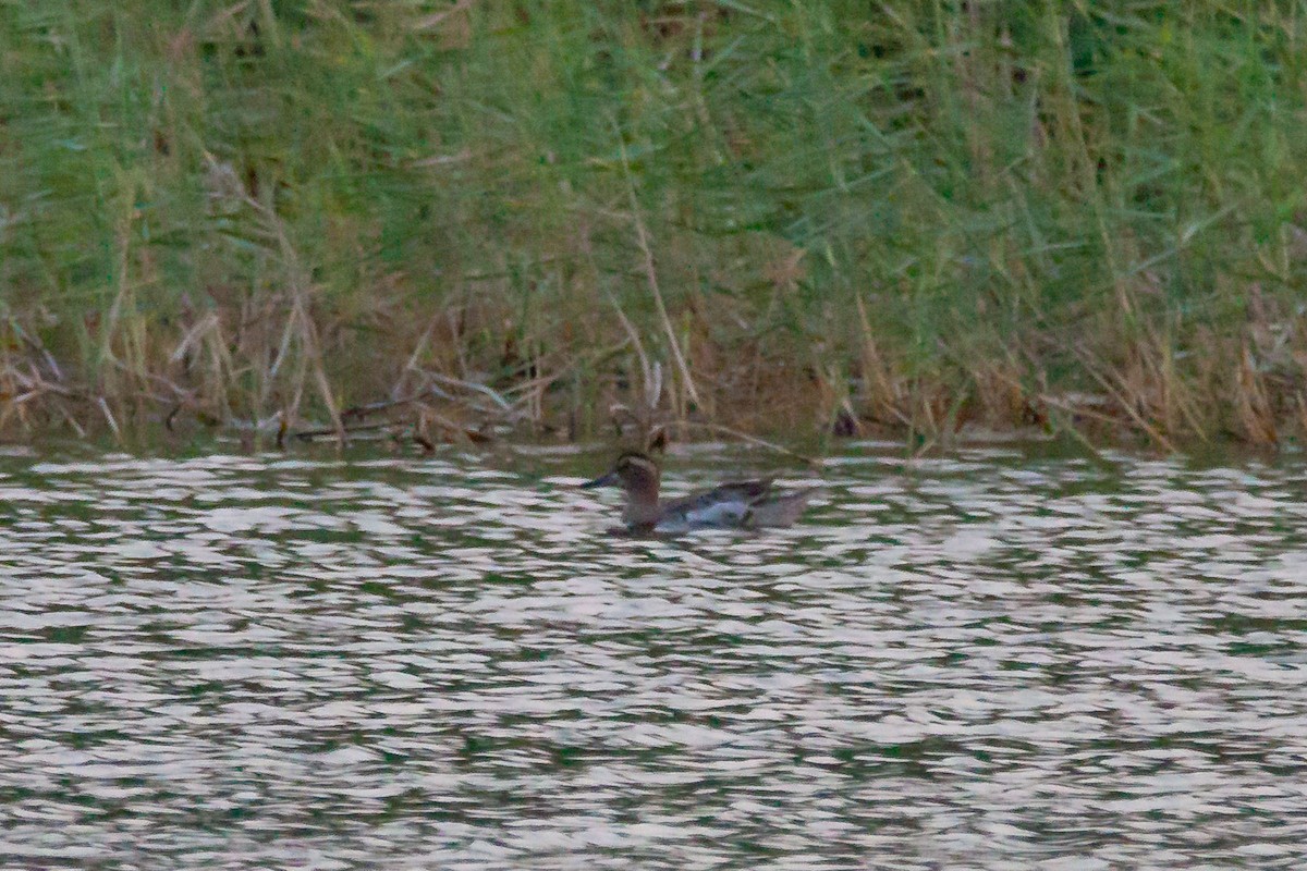 Garganey - ML166790881