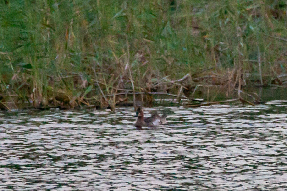 Garganey - ML166790891