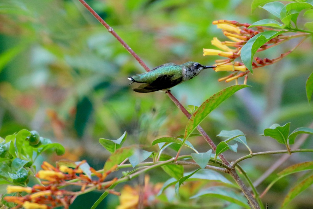 Ruby-throated Hummingbird - ML166792391