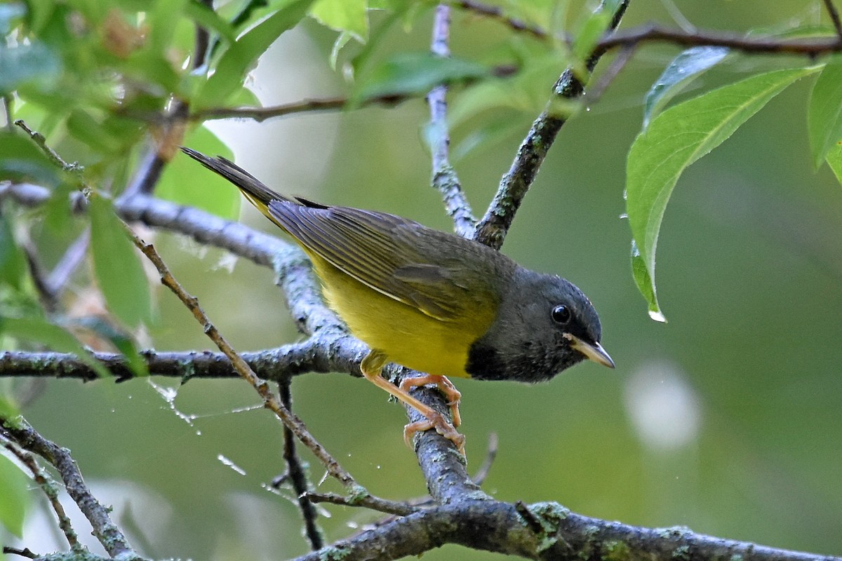 Mourning Warbler - ML166792781