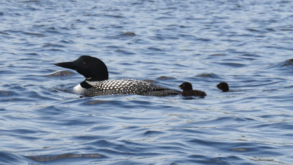 Plongeon huard - ML166793121