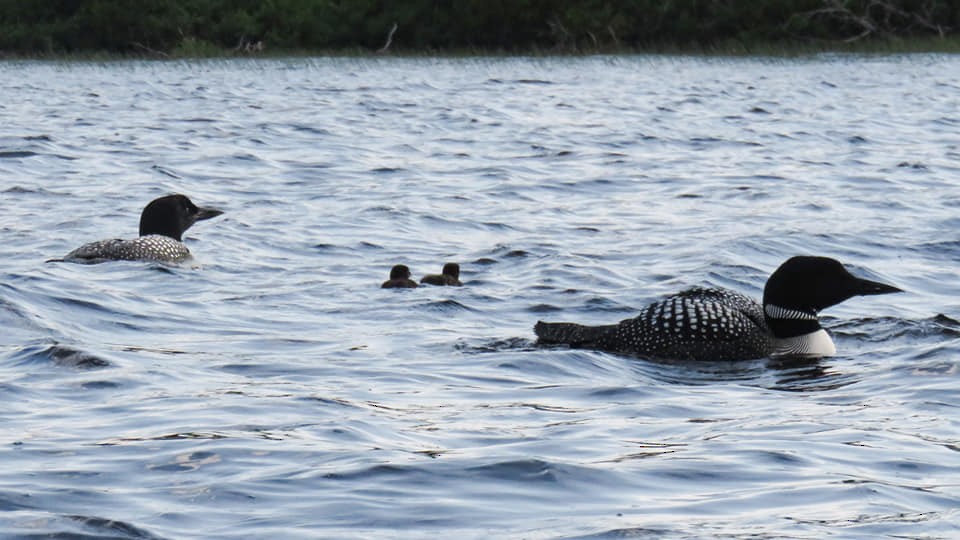 Plongeon huard - ML166793131