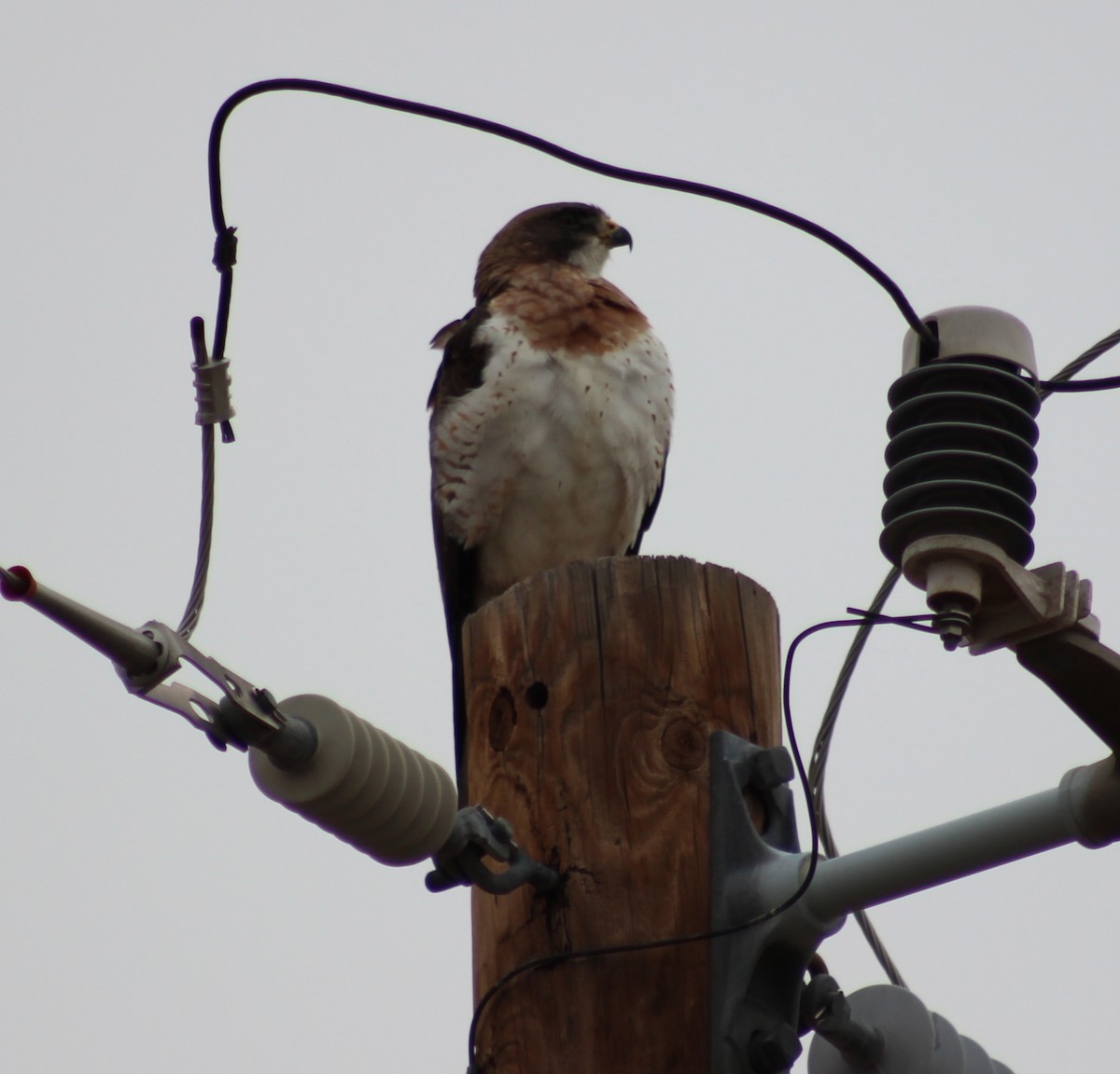 Swainson's Hawk - ML166793771