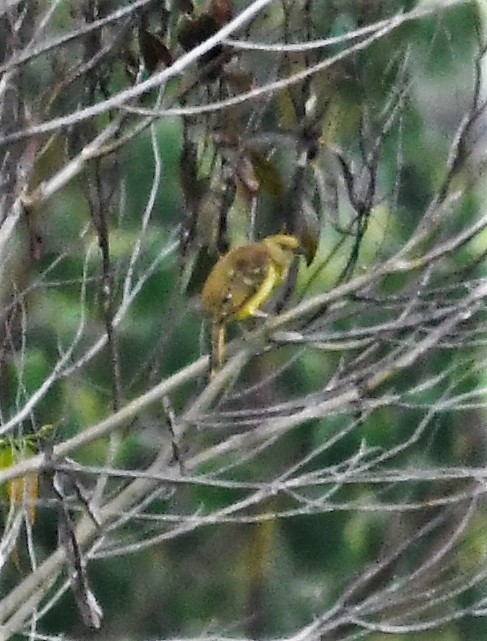 Yellow-breasted Bowerbird - ML166793901