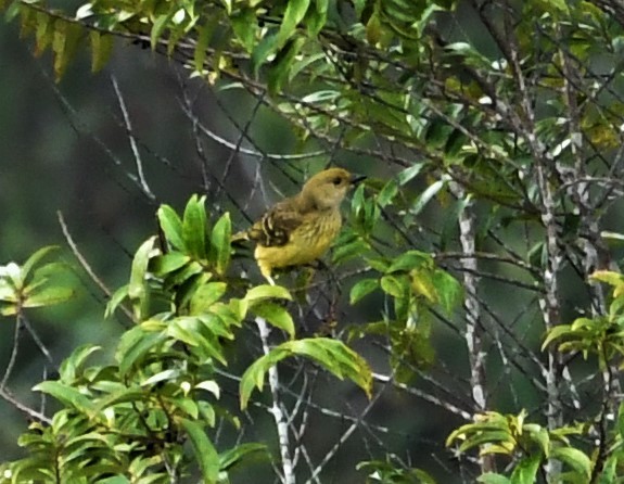 Yellow-breasted Bowerbird - ML166793921