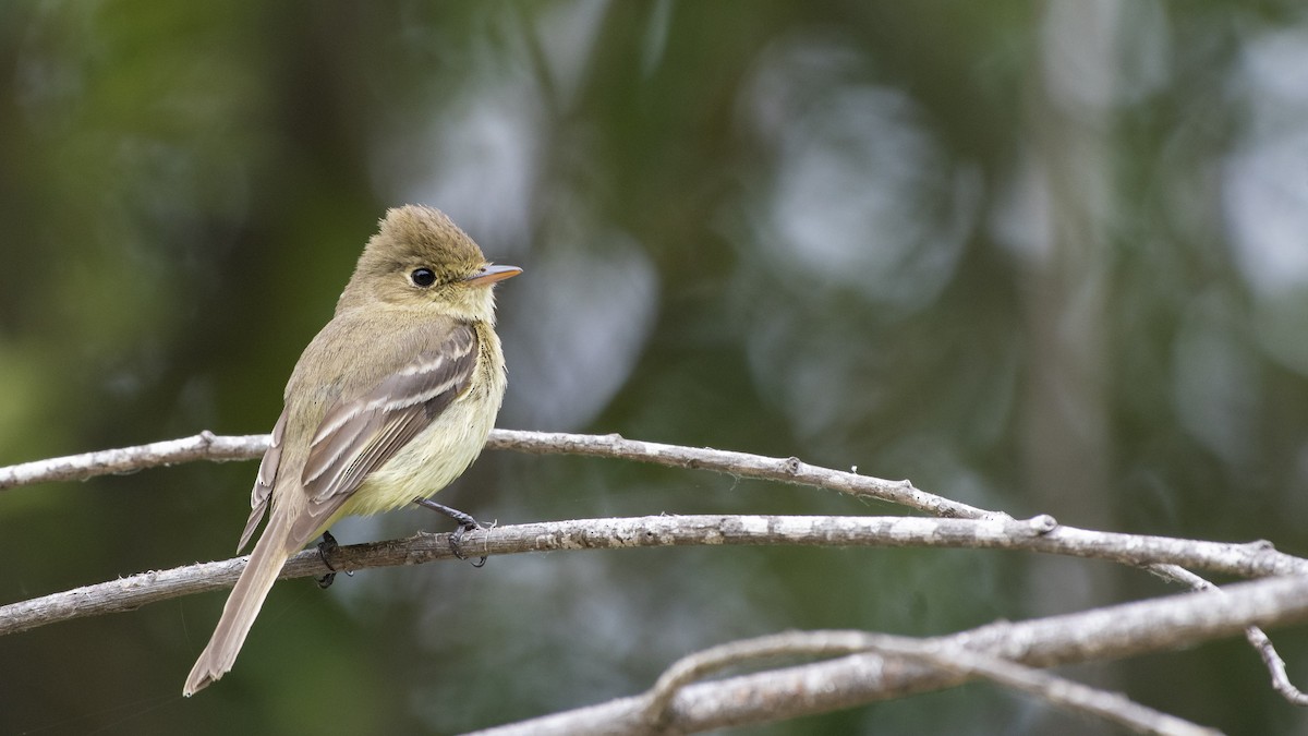 Western Flycatcher (Pacific-slope) - ML166794051