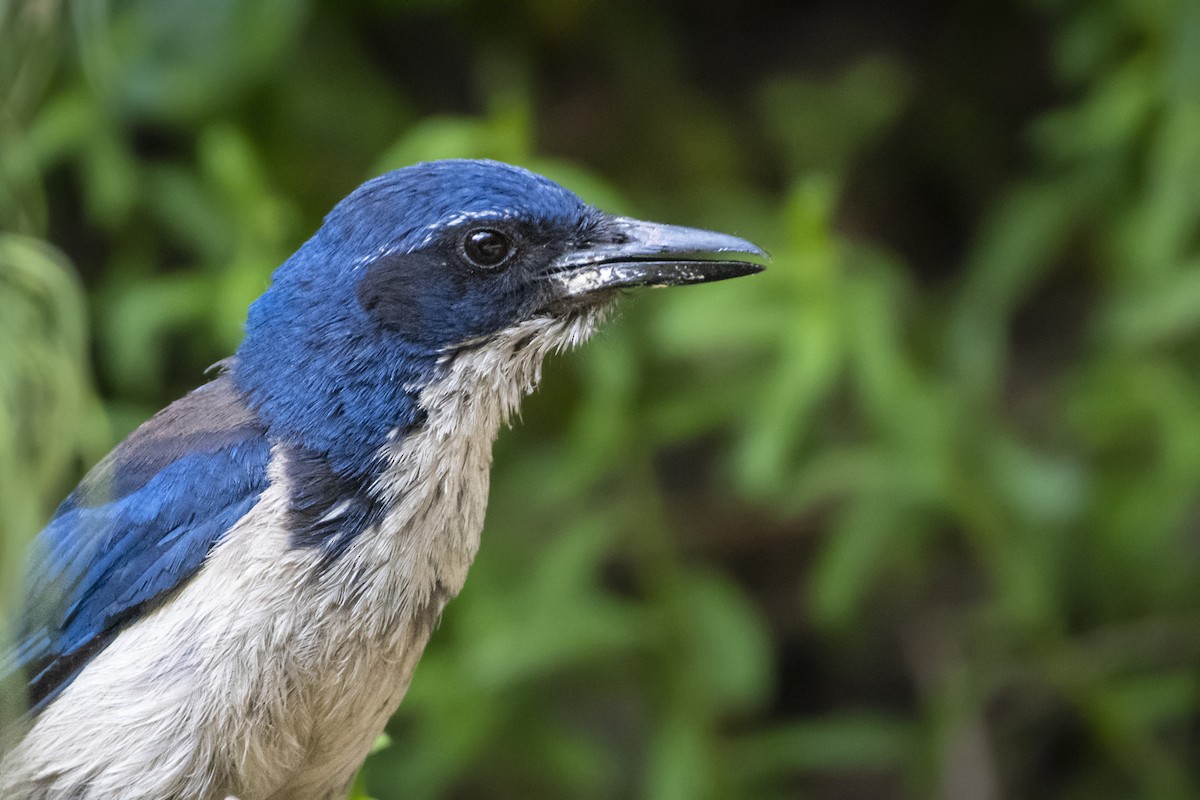 Island Scrub-Jay - ML166794091