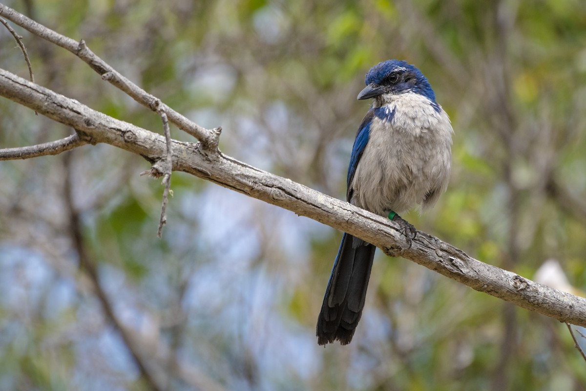 Island Scrub-Jay - ML166794121