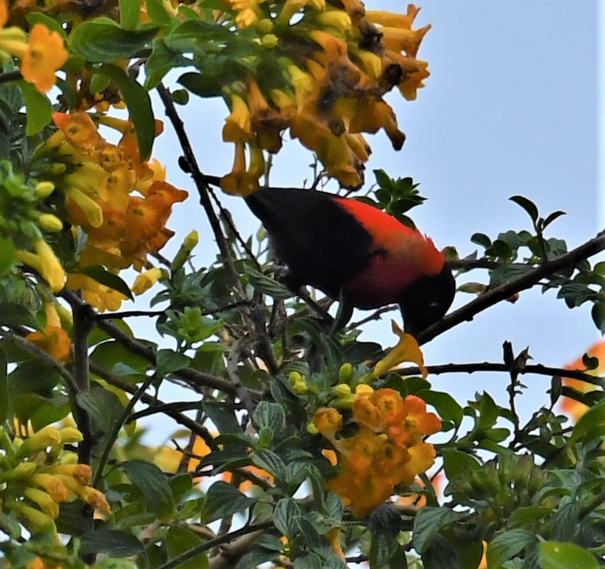 Red-collared Myzomela - Neil Wingert