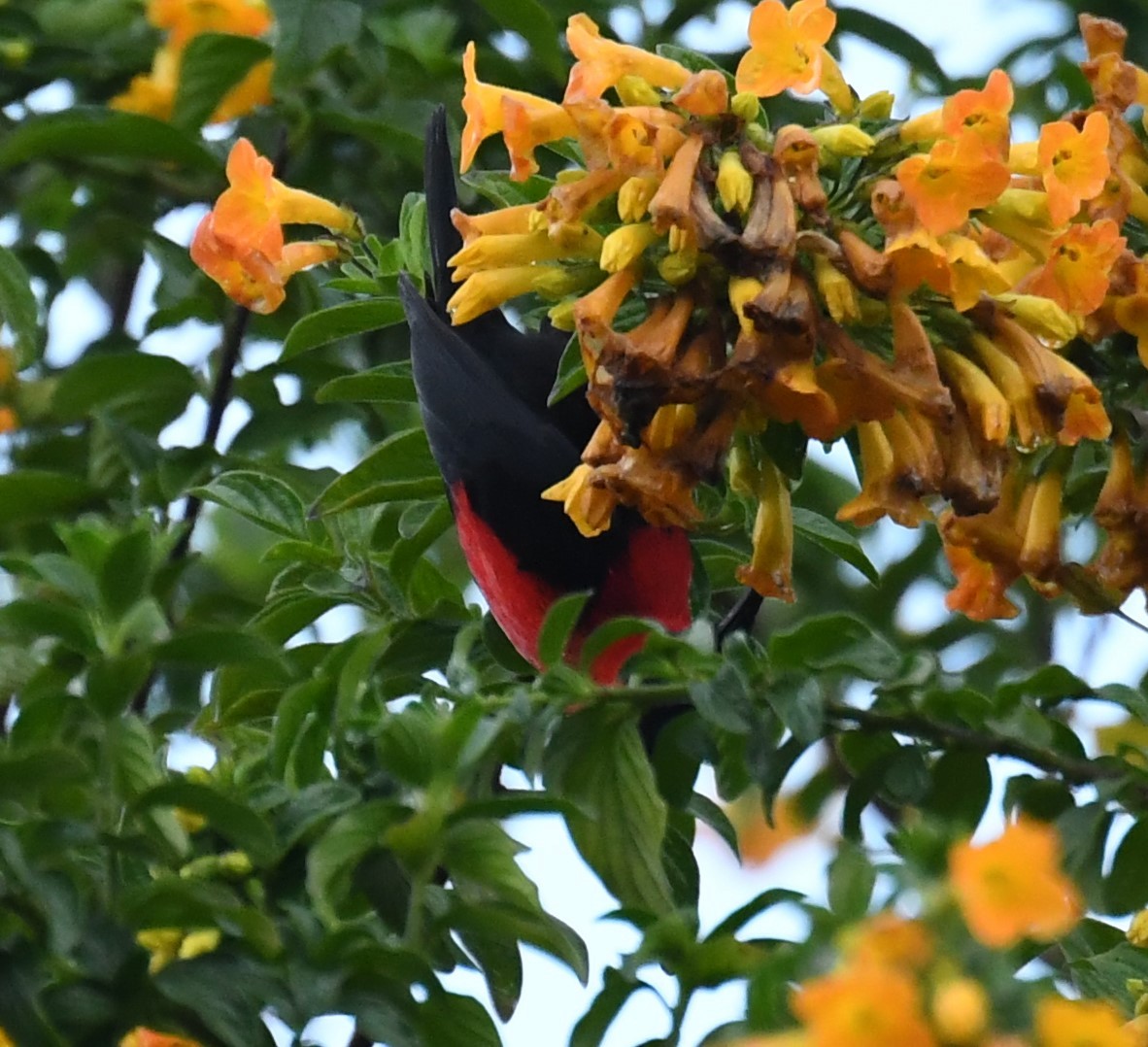 Red-collared Myzomela - ML166794251